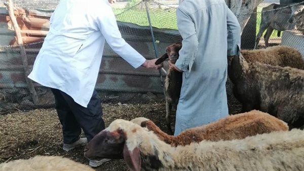 جانب من عمليات التحصين