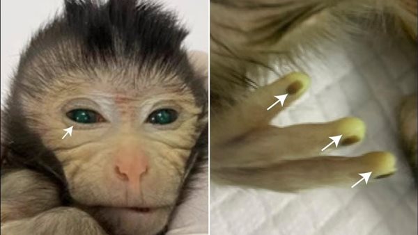 أول قرد أنتجته الصين