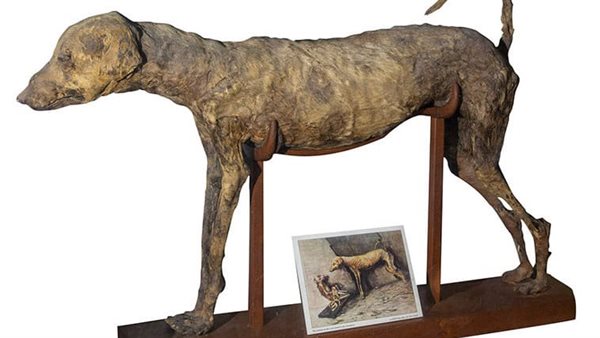  مومياء كلب صيد