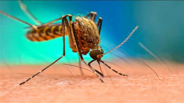  فيروس تشيكونغونيا