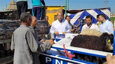 تسليم 329 رأس ماشية لدعم الأسر الأولى بالرعاية في المنيا