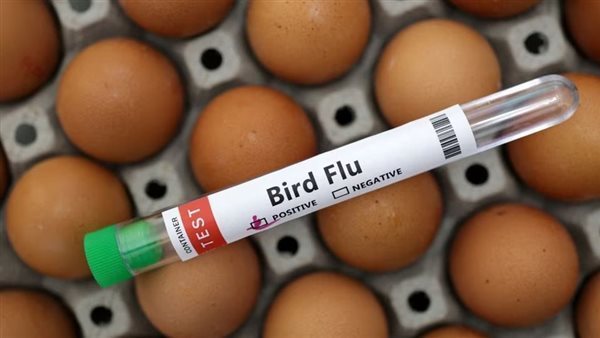 انفلونزا الطيور 