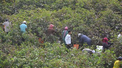 نائب محافظ البحيرة تشهد بدء موسم جني القطن بقرية بركة غطاس