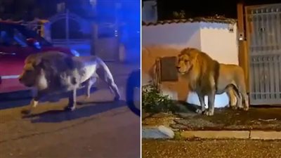 أسد يهرب من سيرك في إيطاليا ويتجول في الشوارع| فيديو