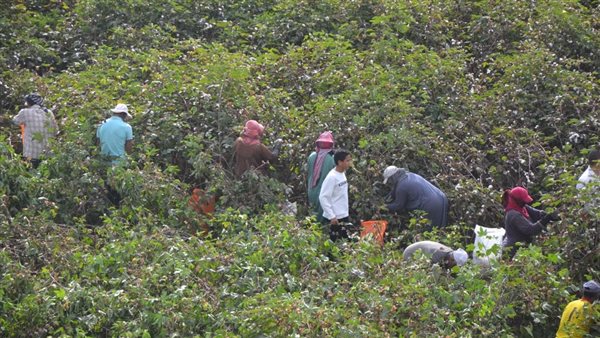 موسم جنى القطن بالبحيرة