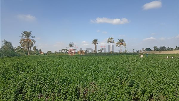 المساحات المحصولية