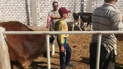 الطب البيطري ببورسعيد تُعلن انطلاق إجراءات للحفاظ على الثروة الحيوانية