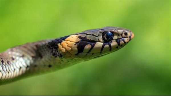 تفسير حلم الثعابين