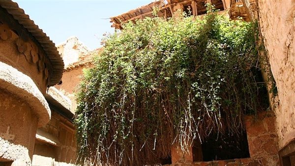 الشجرة المقدسة 