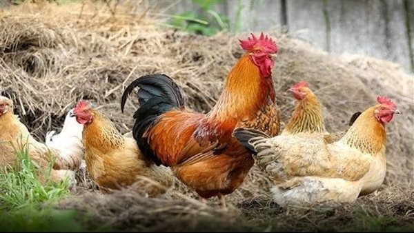 تفسير حلم الفراخ