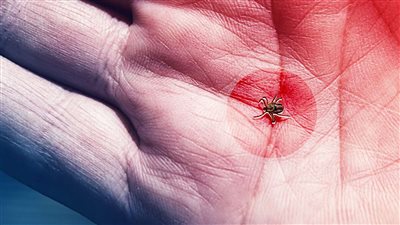 نتيجة لتغير المناخ.. خبراء يحذرون من تزايد نشاط القراد في مناطق جغرافية جديدة