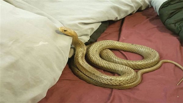 تفسير حلم الثعبان