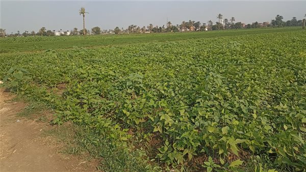 النباتات الطبية والعطرية