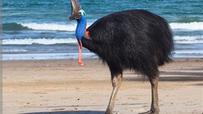 رصد أخطر طائر في العالم على شاطئ عام في أستراليا