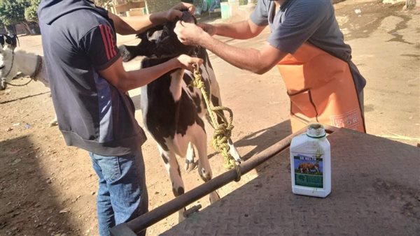 بيطري المنيا 