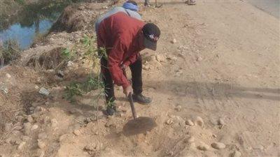 زراعة 113 شجرة مثمرة بمركز مطاي بالمنيا ضمن المبادرة الرئاسية 100 مليون شجرة