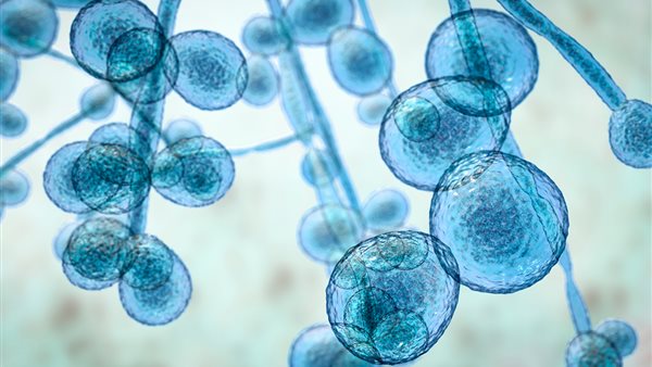 الكانديدا أوريس