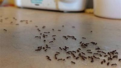 وصفات فعّالة للقضاء على النمل والصراصير في الصيف.. جرب القهوة