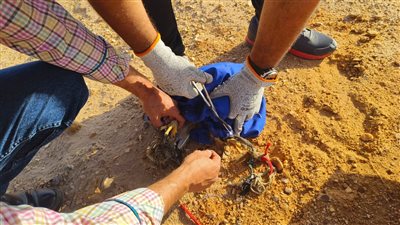 البيئة: ضبط أحد تجار ومروجي الحيوانات والطيور البرية عبر مواقع التواصل الاجتماعي | صور 