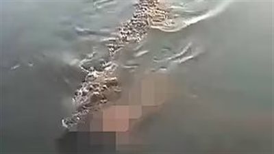 شكاوى من ظهور تمساح في مياه ترعة الجعفرية بالغربية.. والري: ليس لدينا بلاغات رسمية