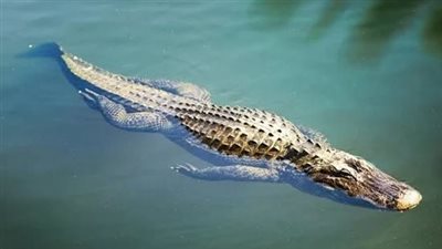 صرف مدرب الأسود محمد الحلو بعد التحقيق معه في واقعة حيازة تمساح