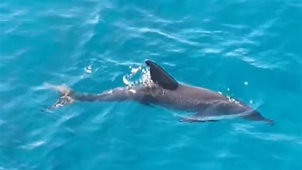 الدولفين “لطيف” شمال