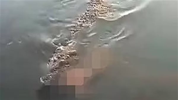 تمساح - أرشيفية