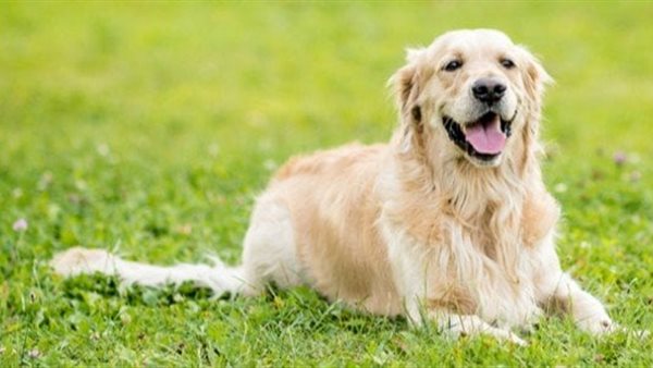 الحيوانات الأليفة