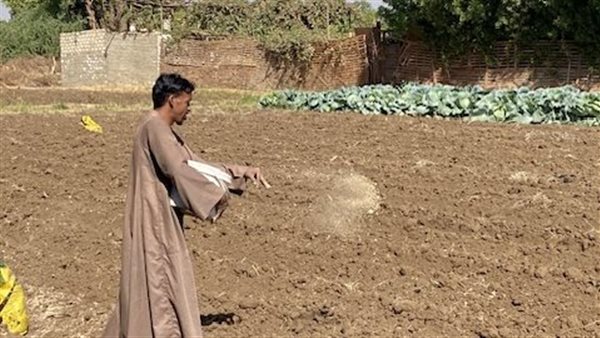 بدء موسم زراعة القمح