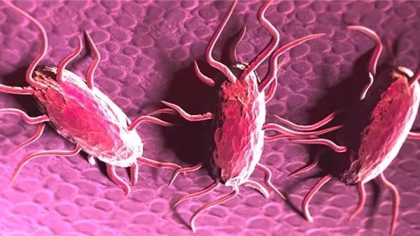 السالمونيلا 