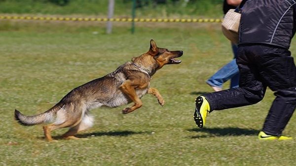 هجوم الكلاب في المنام