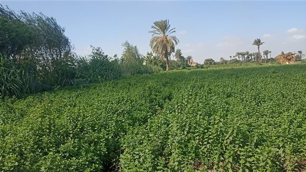 حقول النعناع ببني