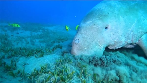 ظهور عروس البحر بمنطقة