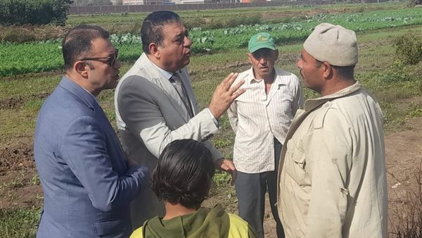 زراعة القمح في المنوفية