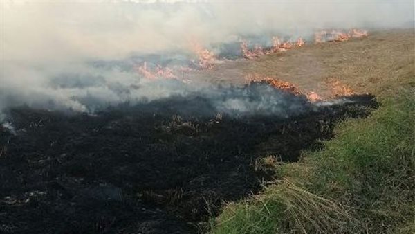 حرق قش الأرز بالشرقية