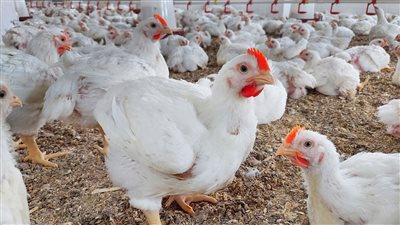 تبدأ من 60 جنيها.. أسعار الدواجن في مصر اليوم الثلاثاء 28 نوفمبر 2023