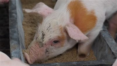 بعد رصد أول إصابة بشرية بإنفلونزا الخنازير في بريطانيا.. تعرف على أبرز الأعراض