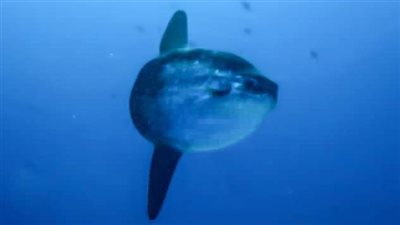 المولا مولا.. سمكة الشمس النادرة تظهر قبالة سواحل مرسى علم| صور وفيديو