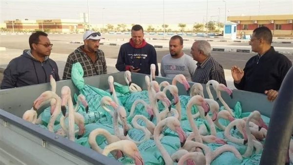 الطيور التي تم انقاذها