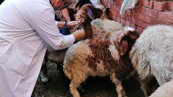 تحصين الأغنام 