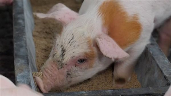 إنفلونزا الخنازير