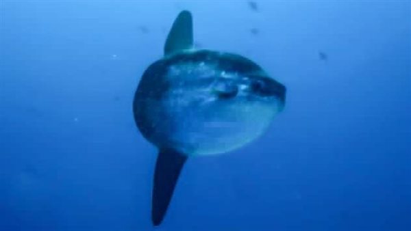 سمكة المولا مولا