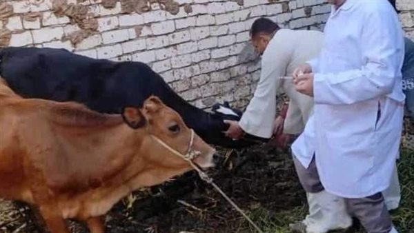 بيطري المنيا 