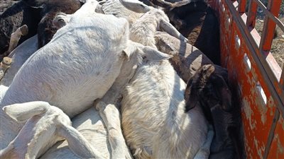 تصديرها وصناعة المنشطات السبب.. ضبط سيارة نقل بالغربية تحمل 28 حمارا نافقًا على قبل سلخها وبيعها