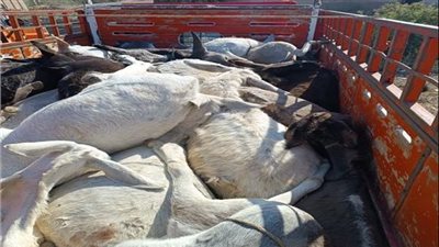 بيخنقوها علشان يصنعوا المنشطات.. تفاصيل ضبط 28 حمارًا نافقًا قبل السلخ بالغربية | بث مباشر