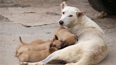 تفاصيل تعدي 4 أشخاص على سيدة لاعتراضها على مطاردة الكلاب الضالة في أكتوبر