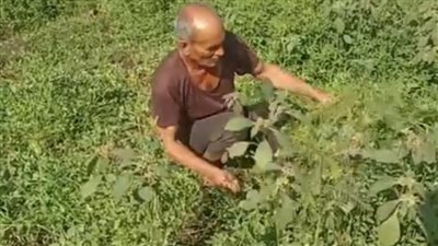 قصة كفاح مسن يعمل فلاحا ببني سويف: اتجوزت مرتين وبقضي يومي كله في الغيط.. وعندي 9 أولاد | بث مباشر