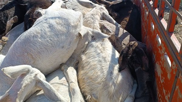 ضبط 28 حمارًا نافقا