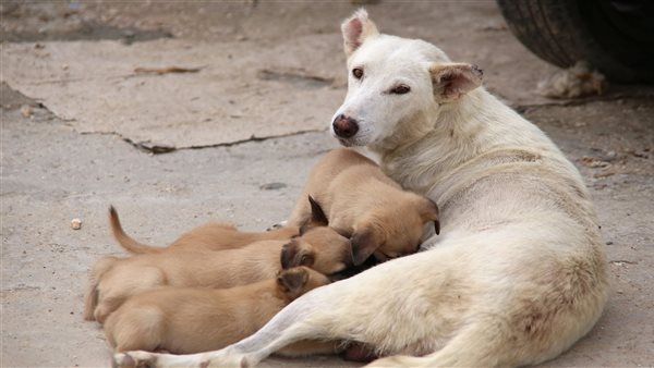 كلاب ضالة _ أرشيفية