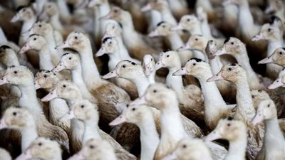 لزيادة إنتاج الدجاج.. البرازيل تكافح فيروس إنفلونزا الطيور